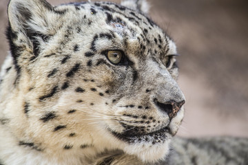 close up portrait of a snow leopard 
