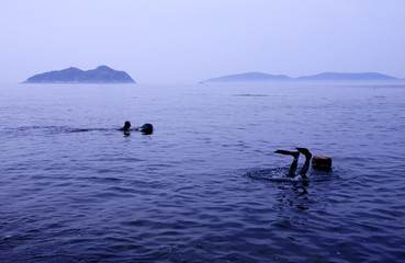 Korean female diver of Jeju Island and South Korea in general.