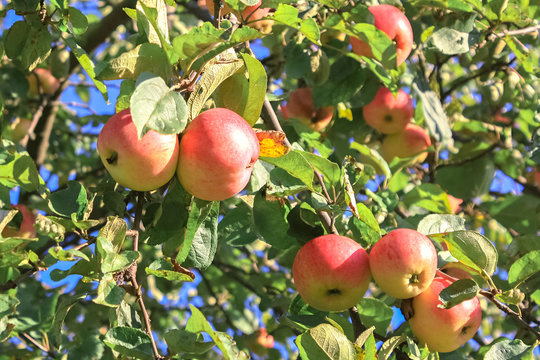 crop of red ripe apples on an apple-tree
