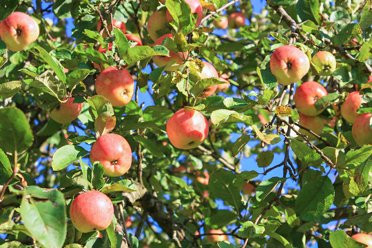 crop of red ripe apples on an apple-tree in garden