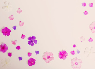 Fototapeta na wymiar flowers on white background
