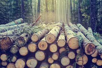 Pile of wood logs stumps in a forest with trees