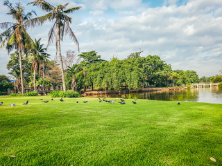 Lawn and coconut trees in the park pigeons foraging and water and sky.