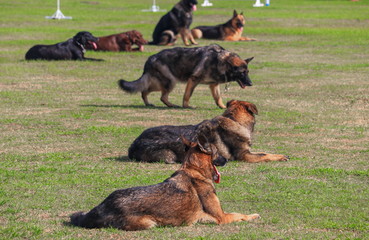 dog squat in being trained safety by soldier on the grass.