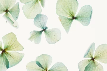 Crédence de cuisine en verre imprimé Hortensia dry hydrangea flowers