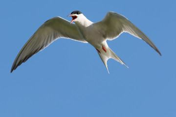 Bird Shouting in Flight Against a Blue Sky