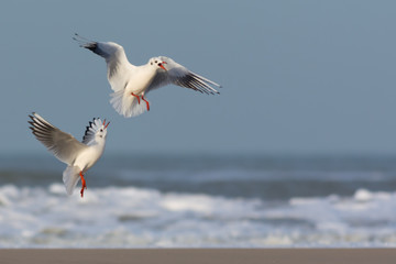 Fototapeta na wymiar Gulls in Conflict
