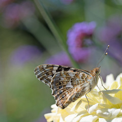 Distelfalter, Vanessa cardui