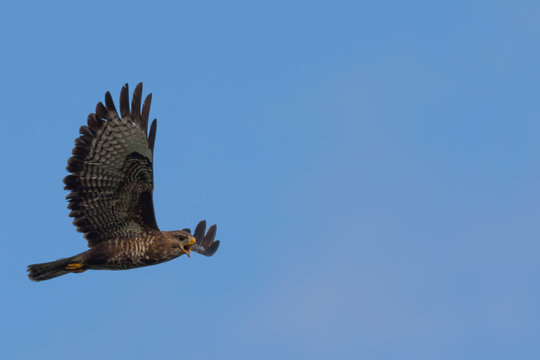 Buzzard Calls in Flight