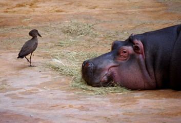 Ptak czający się na hipopotama 
