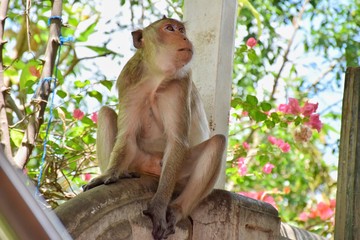 A lonely monkey at the park.