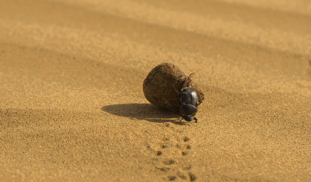 Dung Beetle in the Thar Desert