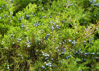 Green juniper with juniper berry. Juniperus excelsa or Greek Juniper Blue berries are used as spices and in medicine.