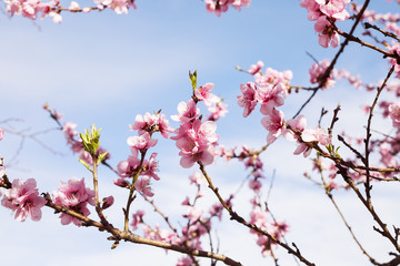 Cherry tree branch bud blossom background as beautiful spring flower blooming season concept