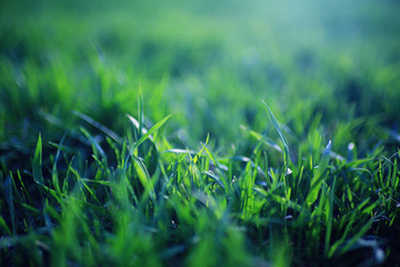 Background texture of fresh spring green grass