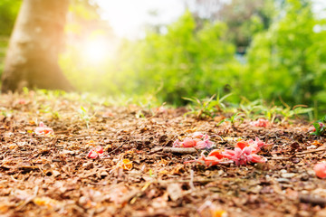 nature scene with sunlight
