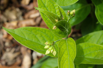 flowers and leafs in may