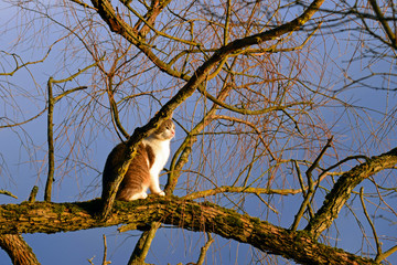 Domestic cat sitting on a branch.