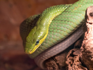 Eastern Green Mamba on the Branch of Tree