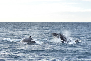 Humpback whales in wildlife