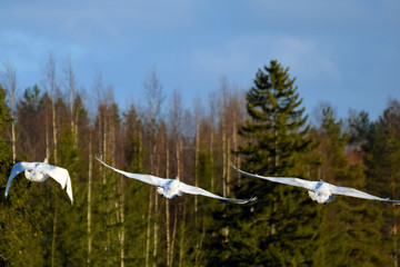 Whooper swans flying away.