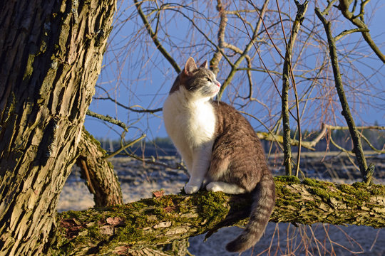Cat sitting on a mossy tree branch and enjoying sunlight just before sunset.