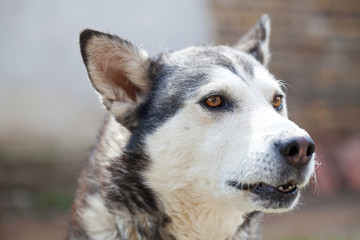 Cur dog posing in the sunshine