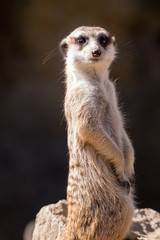 Naklejka na ściany i meble Surikata, Suricata suricatta. Small african mammal meerkat or suricate watching out for dange