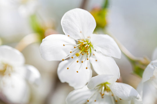 Apple tree flower in April