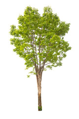 Fototapeta premium tree isolated,tree on white background,collections tree isolation.