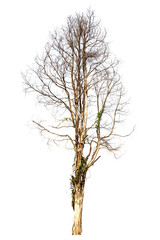 tree isolated,tree on white background,collections tree isolation.