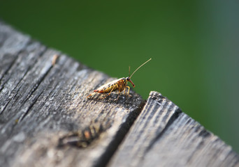 A little bittle on wood