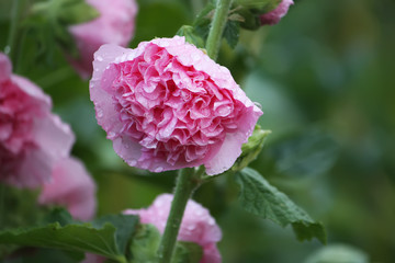 Pink mallow plants