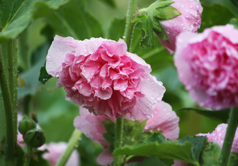 Pink mallow plants