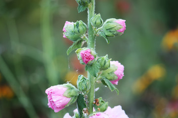 Pink mallow plants