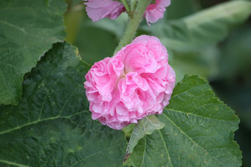 Pink mallow plants