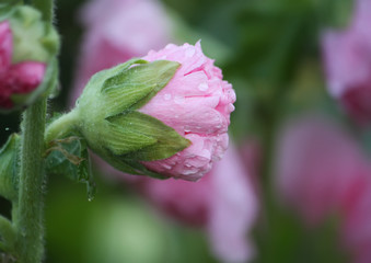 Pink mallow plants