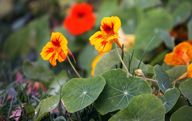 Beautiful flowers of nasturtiums.