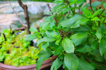 fresh basil leaves herb green on garden select focus with shallow depth of field.
