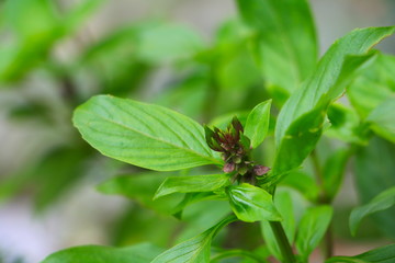 fresh basil leaves herb green on garden select focus with shallow depth of field.