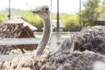 the eye and face of ostrich