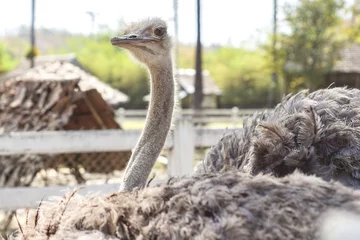 Photo sur Plexiglas Autruche the eye and face of ostrich