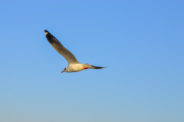 The gull fly in the sky above the sea.