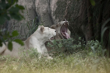 The white lion is occasionally in South Africa and is a rare color mutation of the Kruger subspecies of lion (Panthera leo krugeri).