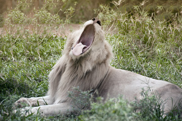 Fototapeta premium The white lion is occasionally in South Africa and is a rare color mutation of the Kruger subspecies of lion (Panthera leo krugeri).