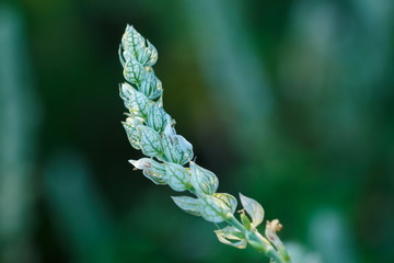 Flowers, white flowers.