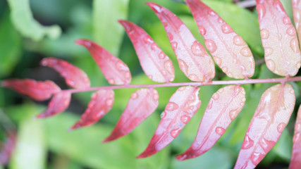 Wet Leafling