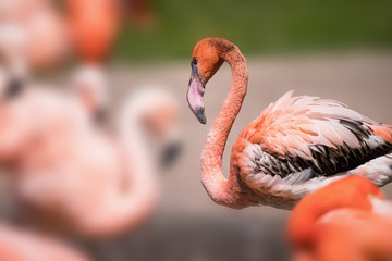 American Flamingo - Phoenicopterus ruber - beautiful red colored bird