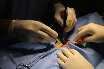 Ovariectomy by dog (staffordshire terier)