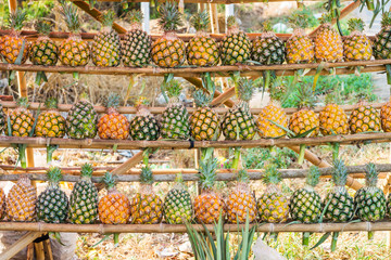 Row of ripe pineapple fruits for sale on roadside in Thailand. The scientific binomial name is Ananas comosus.
